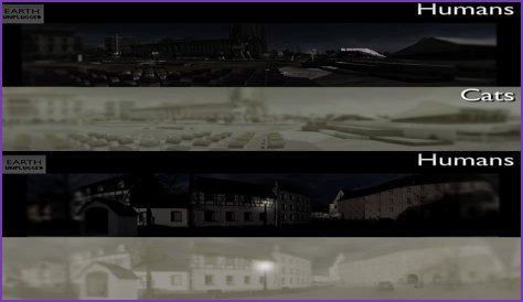 Do cats see humans as Alpha?