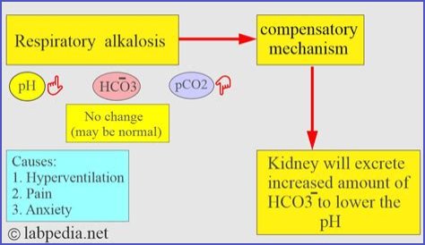How does hypoxemia cause respiratory alkalosis