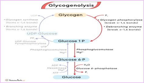 How is glycogenolysis different from glycogenesis?