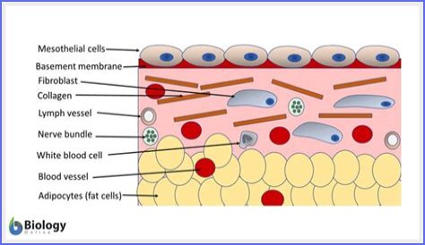 What is simple squamous